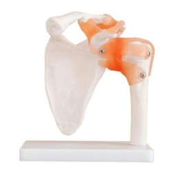 MODELO ANATOMICO ARTICULACION HOMBRO TAMAÑO NATURAL MEXC-109
