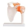 MODELO ANATOMICO ARTICULACION HOMBRO TAMAÑO NATURAL MEXC-109