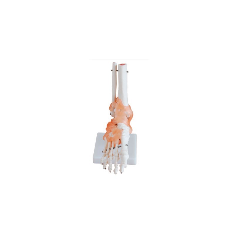 MODELO ANATOMICO ARTICULACION PIE TAMAÑO NATURAL MEXC-113A