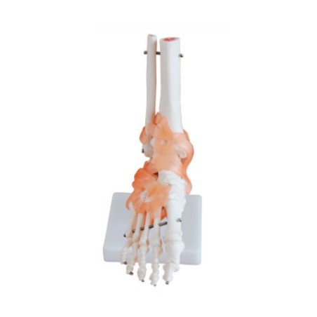 MODELO ANATOMICO ARTICULACION PIE TAMAÑO NATURAL MEXC-113A
