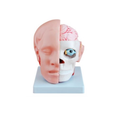 MODELO ANATOMICO CABEZA MITAD CARA, CRANEO Y CEREBRO (10 P) MEXS-318B