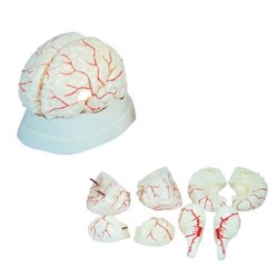 MODELO ANATOMICO CEREBRO 8P CON ARTERIAS MEXS-308