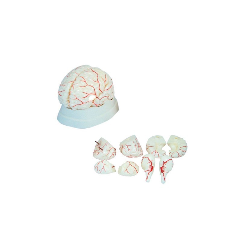MODELO ANATOMICO CEREBRO 8P CON ARTERIAS MEXS-308
