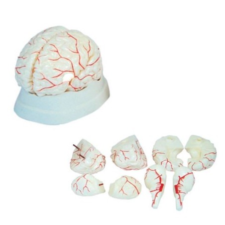 MODELO ANATOMICO CEREBRO 8P CON ARTERIAS MEXS-308