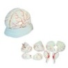 MODELO ANATOMICO CEREBRO 8P CON ARTERIAS MEXS-308