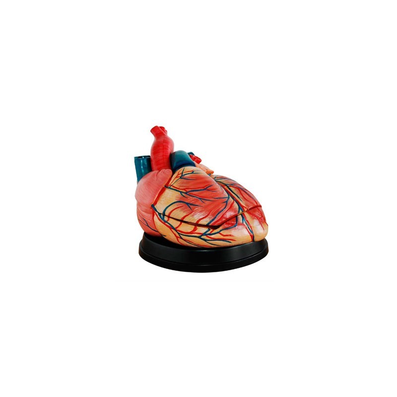 MODELO ANATOMICO CORAZON GIGANTE MEXS-307C