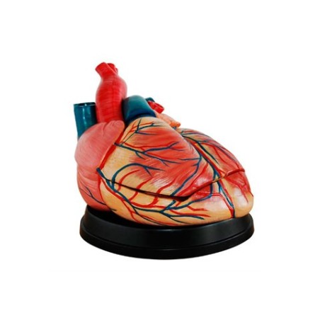 MODELO ANATOMICO CORAZON GIGANTE MEXS-307C