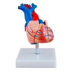 MODELO ANATOMICO CORAZON HUMANO TAMAÑO NATURAL MEXS-307A