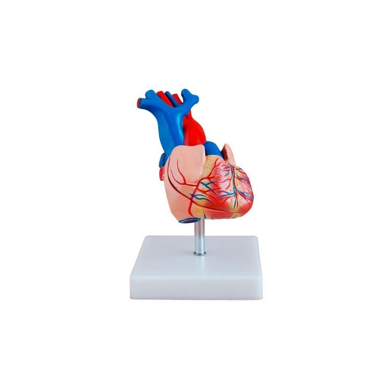 MODELO ANATOMICO CORAZON HUMANO TAMAÑO NATURAL MEXS-307A