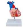 MODELO ANATOMICO CORAZON HUMANO TAMAÑO NATURAL MEXS-307A