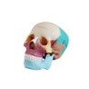 MODELO ANATOMICO CRANEO CON DIVISIONES A COLOR MEXS-307A