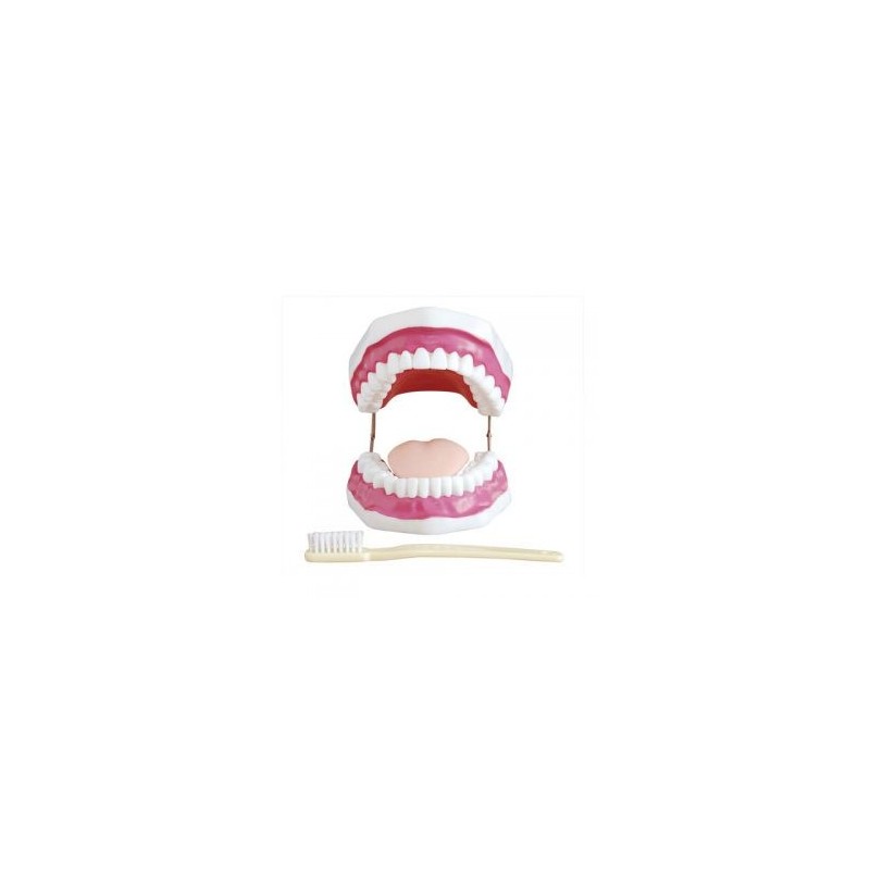MODELO ANATOMICO DENTAL CON CEPILLO GIGANTE MEXS-403