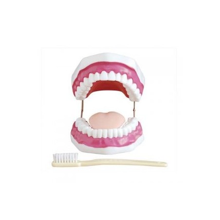 MODELO ANATOMICO DENTAL CON CEPILLO GIGANTE MEXS-403
