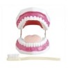MODELO ANATOMICO DENTAL CON CEPILLO GIGANTE MEXS-403
