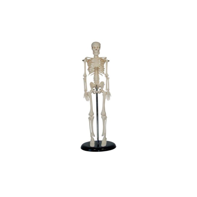 MODELO ANATOMICO ESQUELETO 45CM MINI MEXS-103
