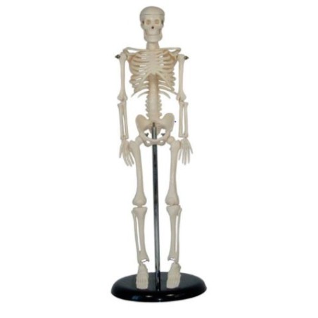 MODELO ANATOMICO ESQUELETO 45CM MINI MEXS-103