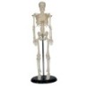 MODELO ANATOMICO ESQUELETO 45CM MINI MEXS-103
