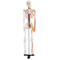 MODELO ANATOMICO ESQUELETO 85CM CON NERVIOS Y VASOS SANGUINEOS