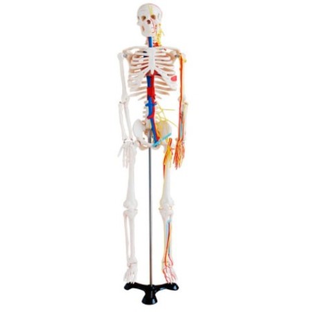 MODELO ANATOMICO ESQUELETO 85CM CON NERVIOS Y VASOS SANGUINEOS
