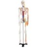 MODELO ANATOMICO ESQUELETO 85CM CON NERVIOS Y VASOS SANGUINEOS
