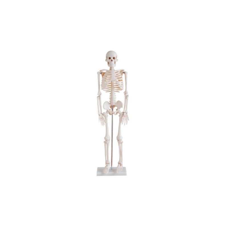MODELO ANATOMICO ESQUELETO 85CM MEXS-102