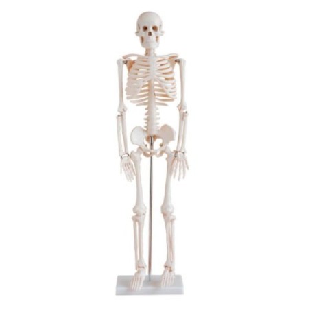 MODELO ANATOMICO ESQUELETO 85CM MEXS-102