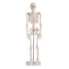 MODELO ANATOMICO ESQUELETO 85CM MEXS-102