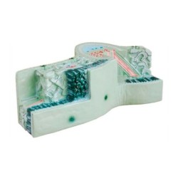 MODELO ESTRUCTURA DE LA HOJA MEXS-707