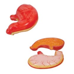 MODELO ANATOMICO ESTOMAGO 2 PARTES XC-306