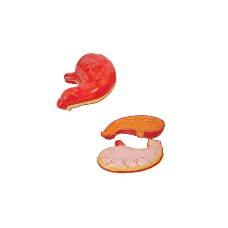 MODELO ANATOMICO ESTOMAGO 2 PARTES XC-306