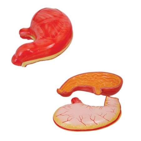 MODELO ANATOMICO ESTOMAGO 2 PARTES XC-306