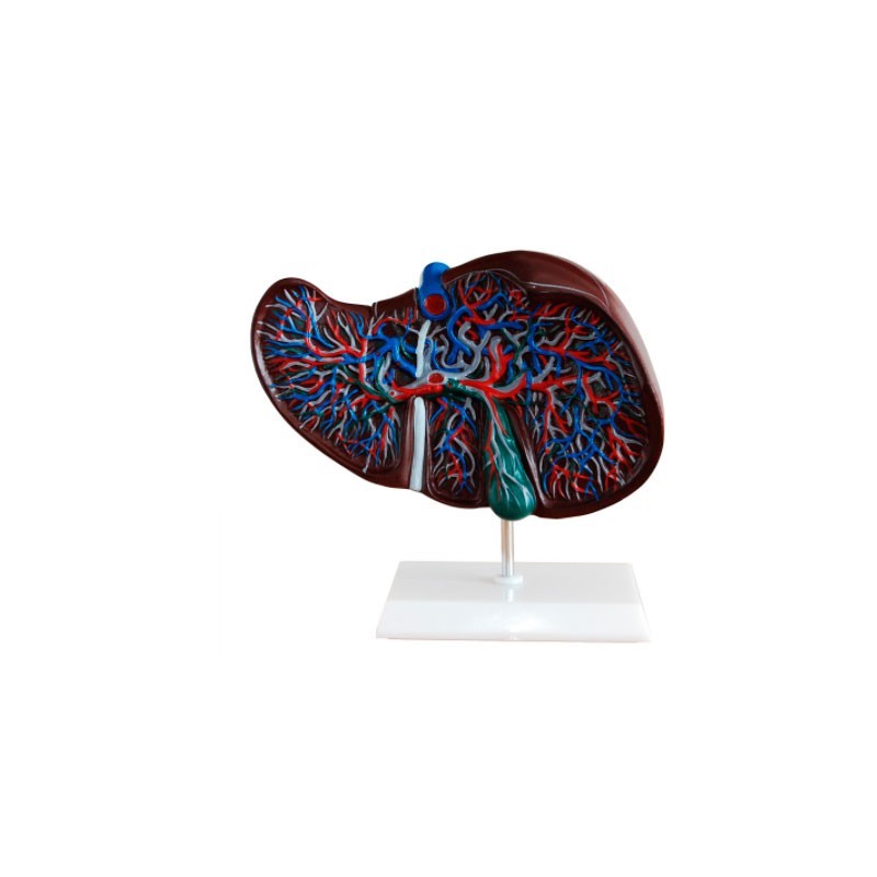 MODELO ANATOMICO HIGADO MEXS-312