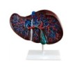 MODELO ANATOMICO HIGADO MEXS-312