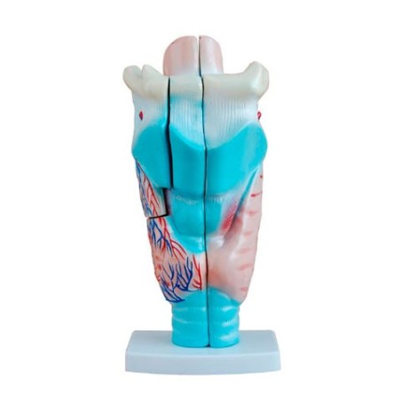 MODELO ANATOMICO LARINGE MEXS-301