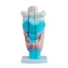 MODELO ANATOMICO LARINGE MEXS-301