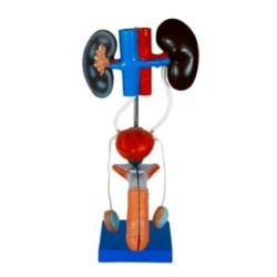 MODELO ANATOMICO UROGENITAL MASCULINO MEXS-331