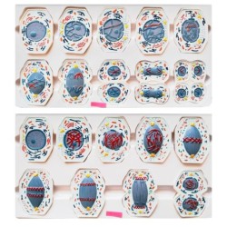 MODELO MEIOSIS Y MITOSIS