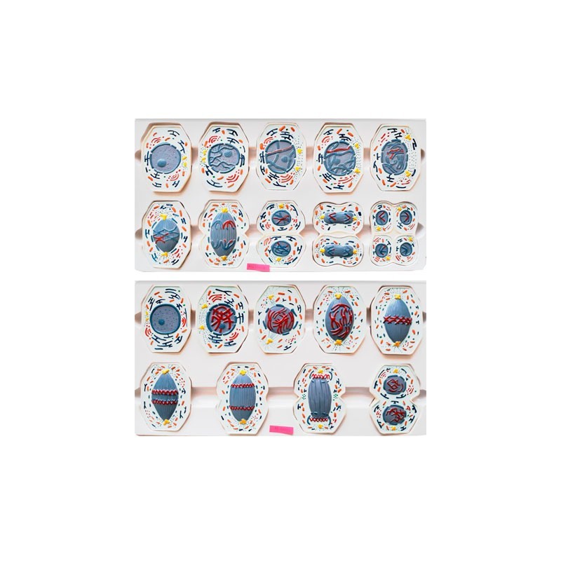 MODELO MEIOSIS Y MITOSIS