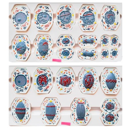 MODELO MEIOSIS Y MITOSIS