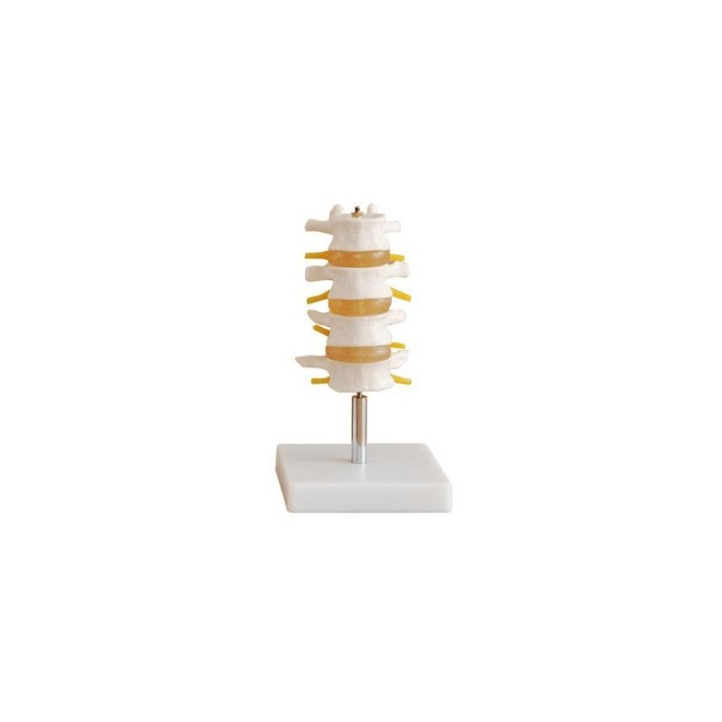 MODELO ANATOMICO MINI VERTEBRAS LUMBAR MEXS-119A