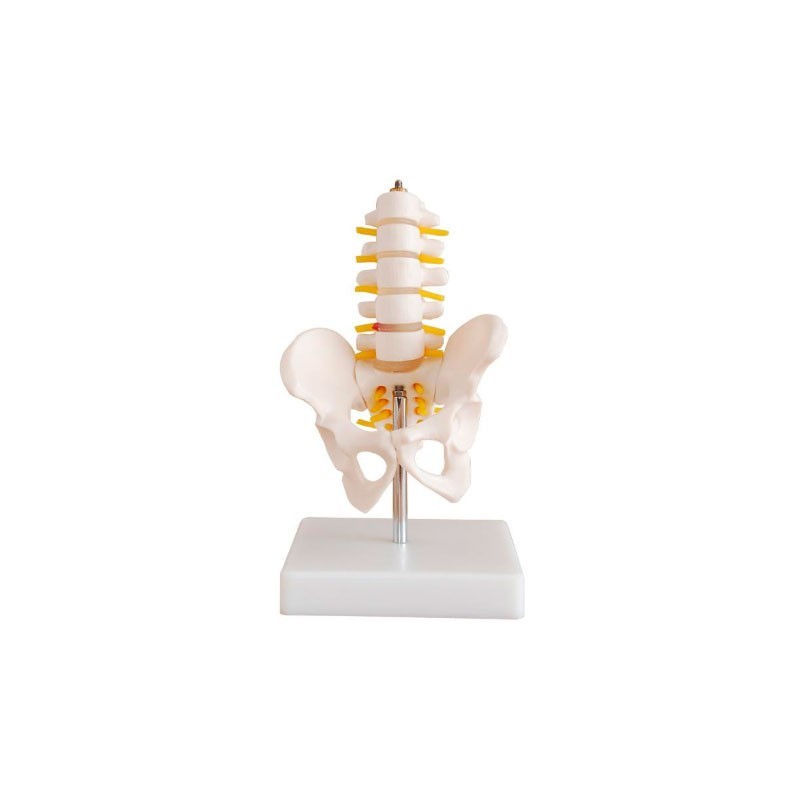 MODELO ANATOMICO MINI VERTEBRAS LUMBAR Y PELVIS MEXS-115A
