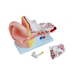 MODELO ANATOMICO OIDO GIGANTE MEXS-303A