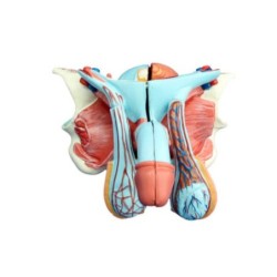 MODELO ANATOMICO ORGANO GENITAL MASCULINO MEXS-331D