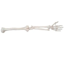 MODELO ANATOMICO OSEO EXTREMIDADES SUPERIOR MEXS-121