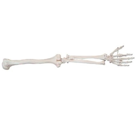 MODELO ANATOMICO OSEO EXTREMIDADES SUPERIOR MEXS-121