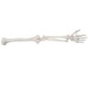 MODELO ANATOMICO OSEO EXTREMIDADES SUPERIOR MEXS-121