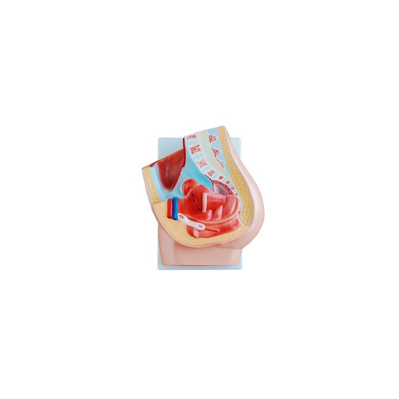 MODELO ANATOMICO PELVIS FEMENINA EN 2 PARTES MEXS-332B-1