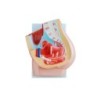 MODELO ANATOMICO PELVIS FEMENINA EN 2 PARTES MEXS-332B-1