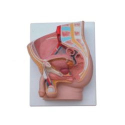 MODELO ANATOMICO PELVIS MASCULINO 2 PARTES MEXS-331B