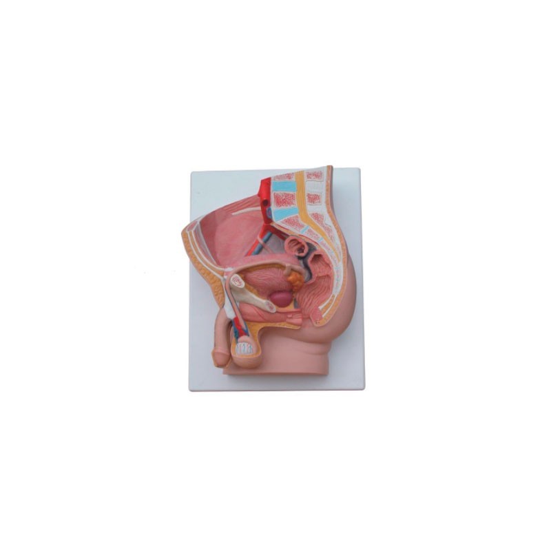 MODELO ANATOMICO PELVIS MASCULINO 2 PARTES MEXS-331B